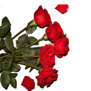 红色创意情人节玫瑰花元素