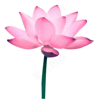 一朵荷花 一朵荷花