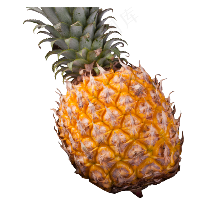 实拍种植大菠萝水果