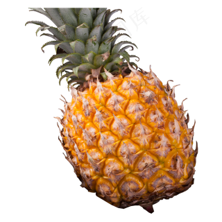 实拍种植大菠萝水果