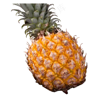 实拍种植大菠萝水果