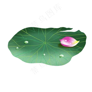 单片荷花荷叶装饰图案