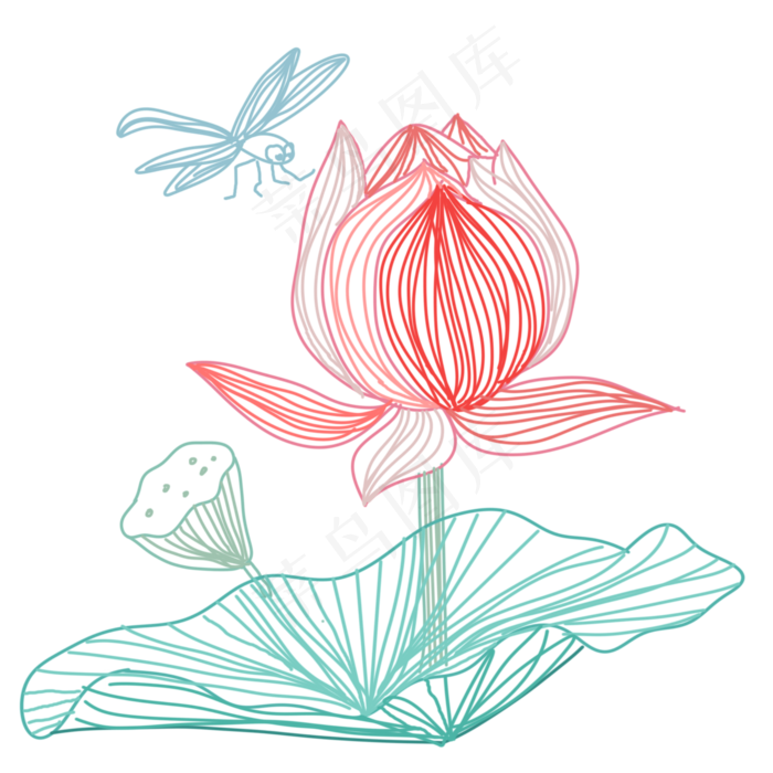 粉色的荷花和蜻蜓