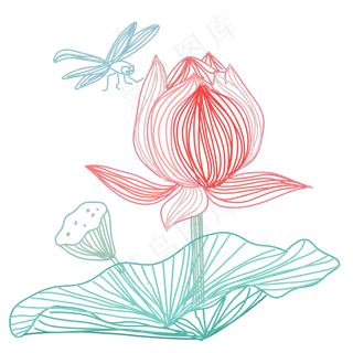 粉色的荷花和蜻蜓 粉色的荷花和蜻蜓