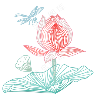 粉色的荷花和蜻蜓