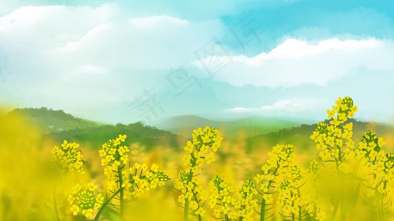 春天蓝天下的油菜花风景 春天蓝天下的油菜花风景