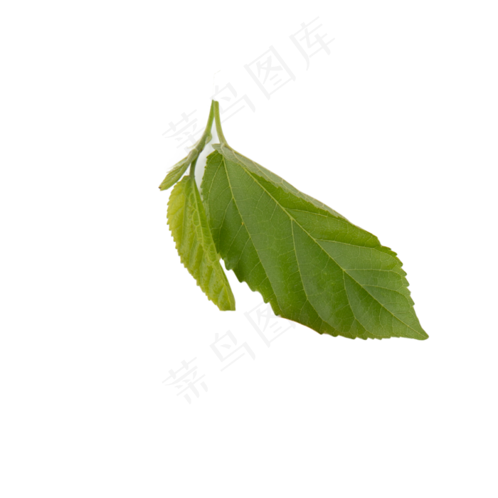 绿色叶子,免抠元素(2000*2000px 300 dpi )psd模版下载