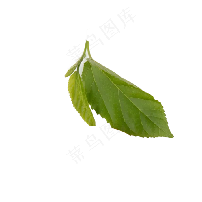 绿色叶子,免抠元素(2000*2000px 300 dpi )psd模版下载
