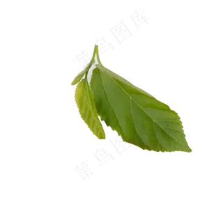 绿色叶子,免抠元素