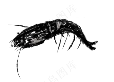 中国风水墨虾免抠图 中国风水墨虾免抠图