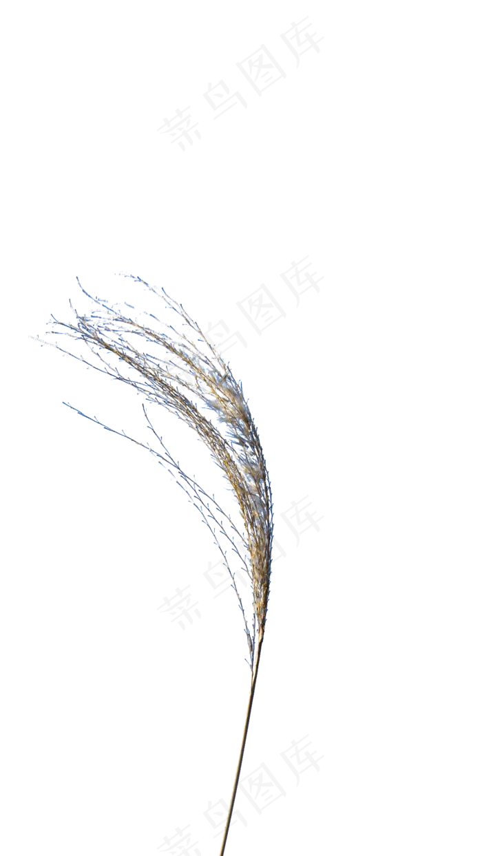 冬季随风飘扬的芦苇,免抠元素(1125*2000px 300 dpi )psd模版下载