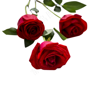 七夕情人节玫瑰