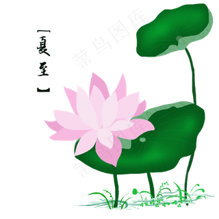 夏至荷花矢量手绘装饰