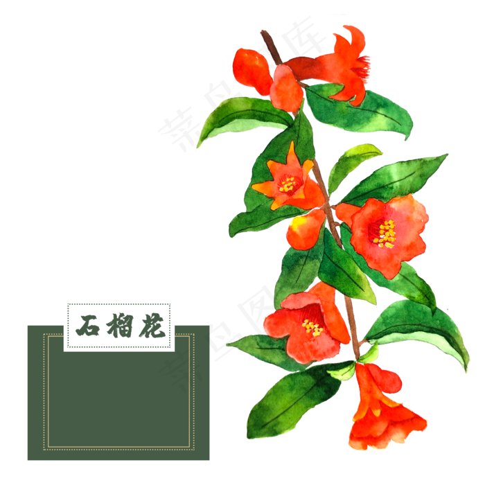 花类中草药石榴花水彩艳丽夏花(2500X2500(DPI:300))psd模版下载