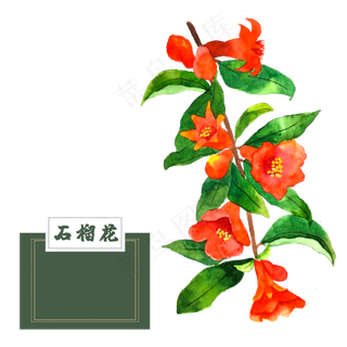 花类中草药石榴花水彩艳丽夏花