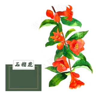 花类中草药石榴花水彩艳丽夏花