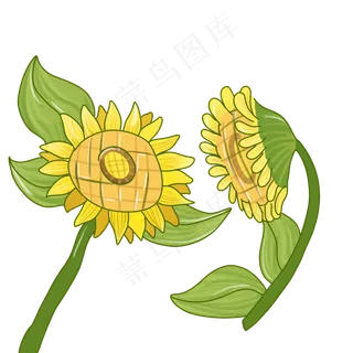 夏天小暑大暑向日葵