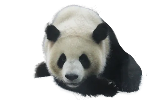 趴着的大熊猫,免抠元素