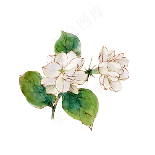 手绘白色茉莉花