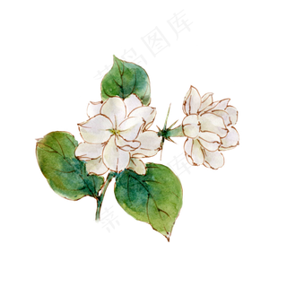手绘白色茉莉花
