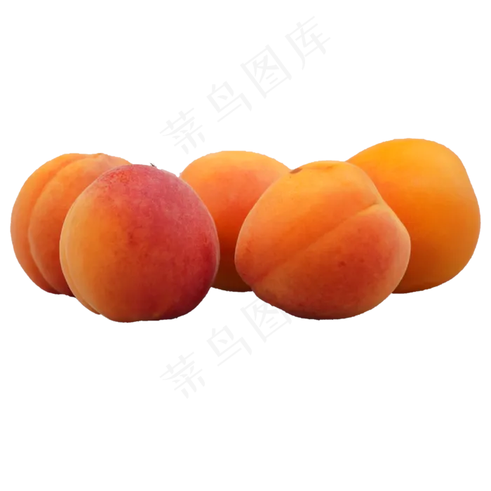 水果大黄杏子(2000*2000px 300 dpi )