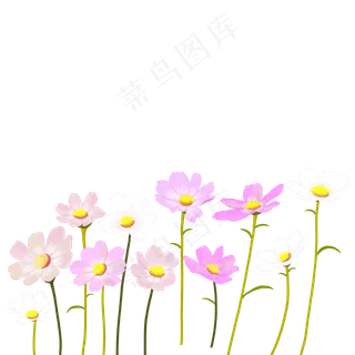 草地上开满格桑花PNG,免抠元素