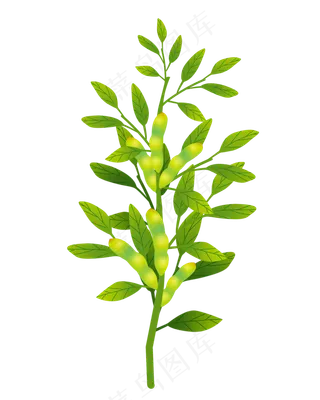 绿色农作物毛豆