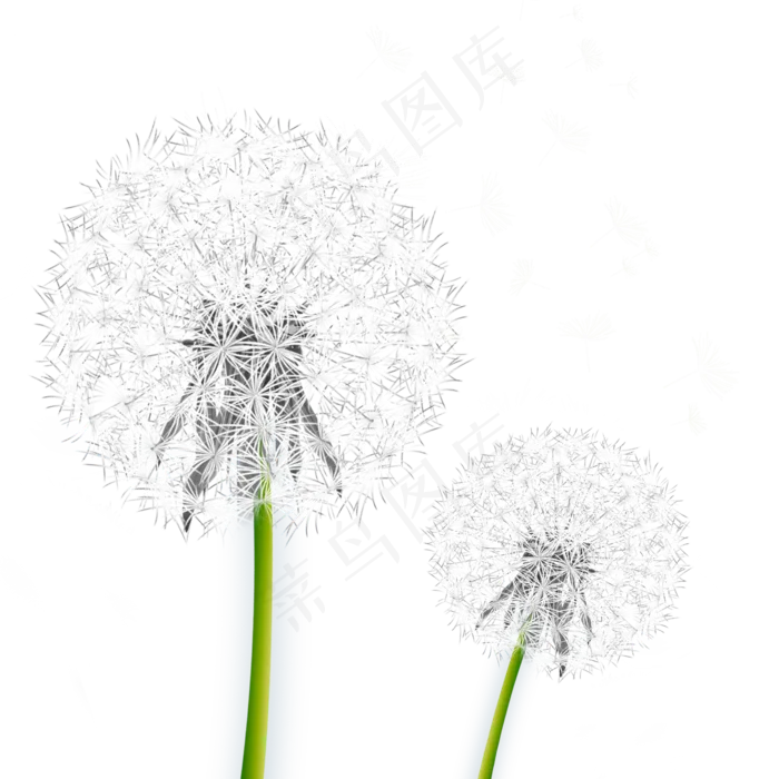 白色蒲公英植物,免抠元素(2000X2000(DPI:300))psd模版下载