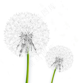 白色蒲公英植物,免抠元素