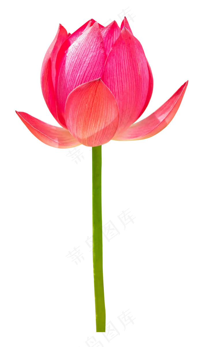 植物红色荷花(2000X2000(DPI:300))