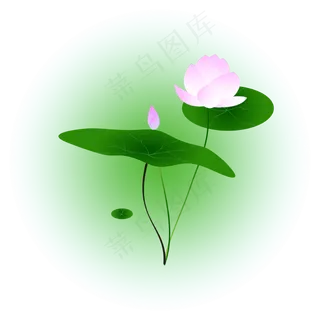 夏日荷花清新精美