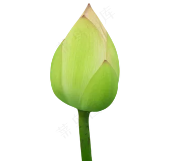 未开的荷花 未开的荷花