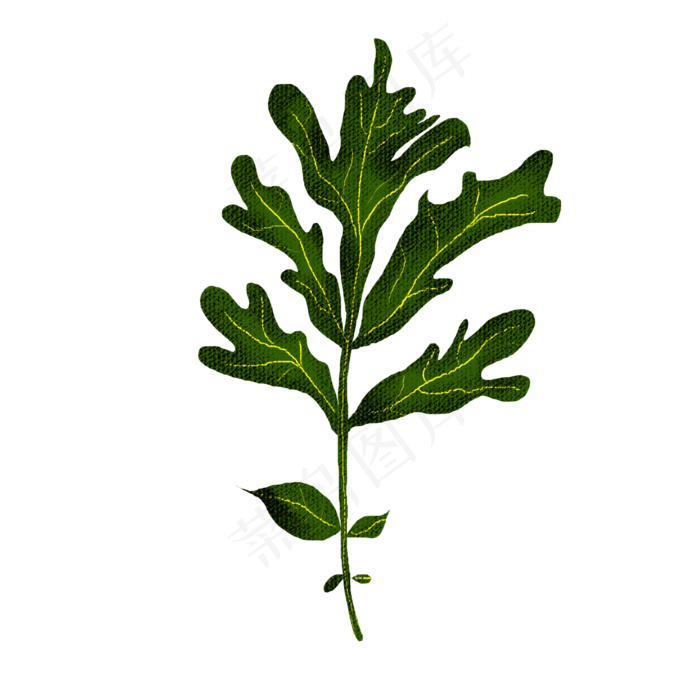 端午节装饰仿真艾草PNG图片(2000X2000(DPI:300))psd模版下载
