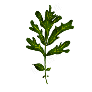 端午节装饰仿真艾草PNG图片