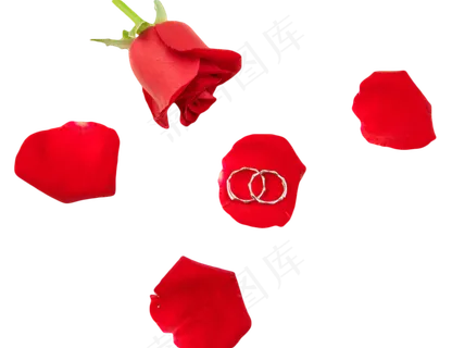 玫瑰花瓣上的对戒