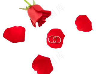 玫瑰花瓣上的对戒