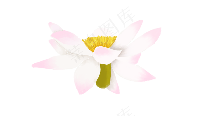 一朵绽放的荷花