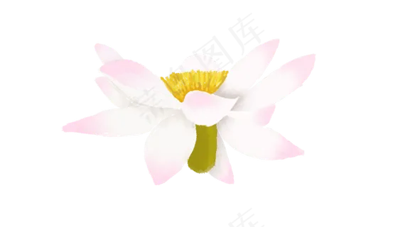 一朵绽放的荷花