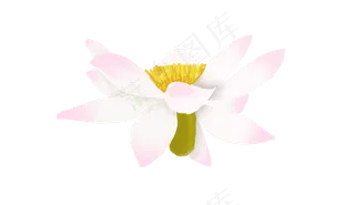 一朵绽放的荷花