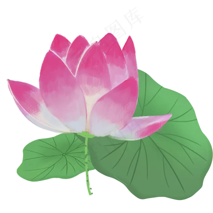 绿色的荷叶的荷花免抠图(2000X2000(DPI:300))psd模版下载