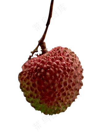 新鲜水果荔枝一个,免抠元素