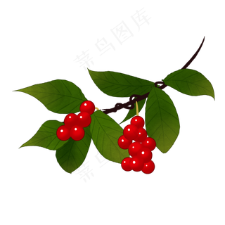 中药五味子实物插图免抠