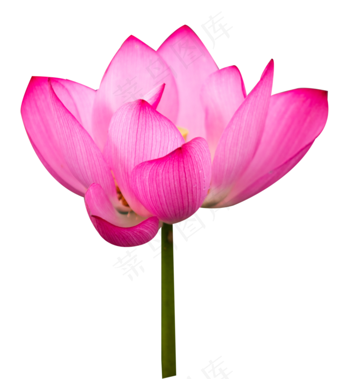 粉色荷花(3217X3520(DPI:300))psd模版下载
