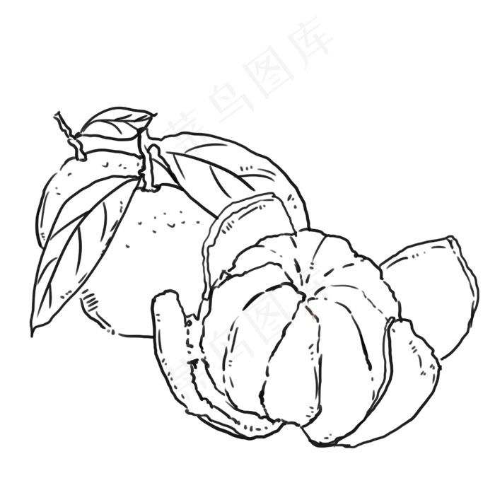 手绘线条水果橘子线稿(3000X3000(DPI:300))psd模版下载