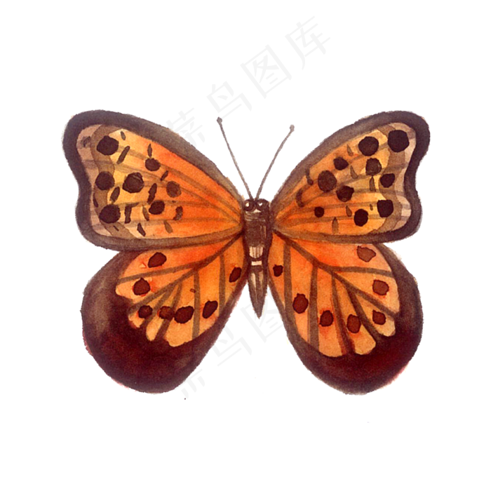 彩色蝴蝶翅膀枯叶蝶PNG彩蝶,免抠元素(3000X3000(DPI:300))psd模版下载