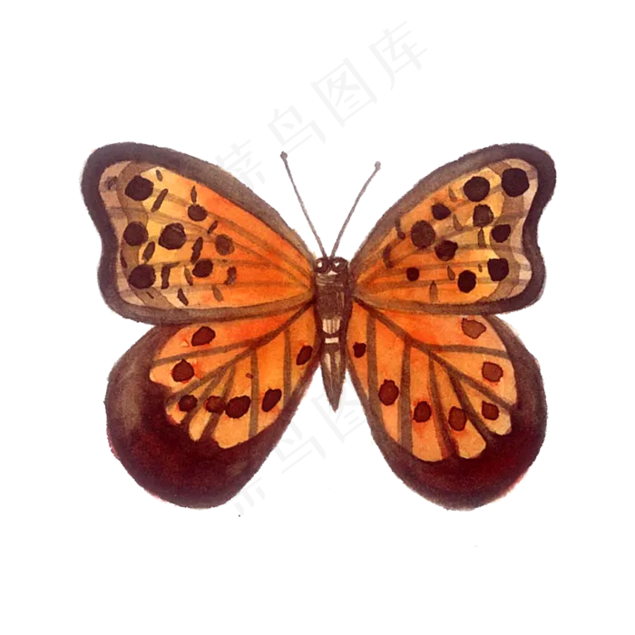 彩色蝴蝶翅膀枯叶蝶PNG彩蝶,免抠元素(3000X3000(DPI:300))psd模版下载