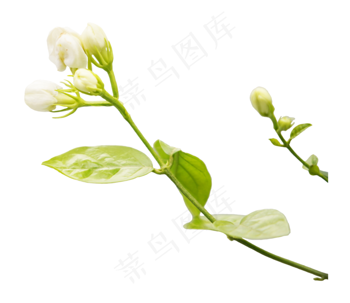 茉莉花枝(3543*3071px 300 dpi )ai矢量模版下载