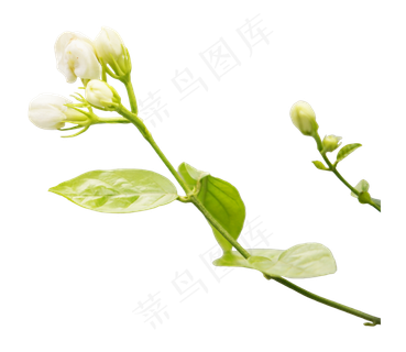 茉莉花枝