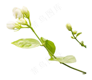 茉莉花枝