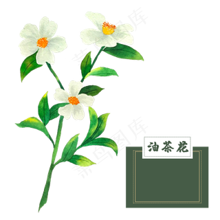 花类中草药油茶花水彩